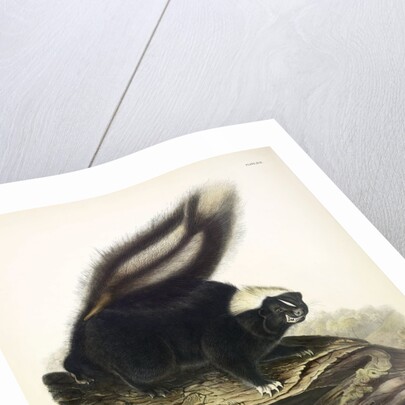 Common American Skunk, Mephitis Americana, 1845 by John J. Audubon