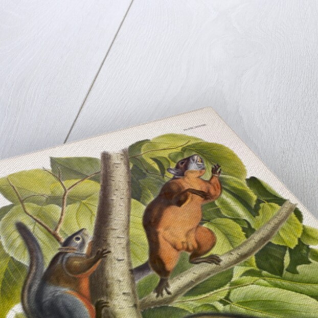 Red-Bellied Squirrel, Sciurus Feruginiventris, 1845 by John J. Audubon