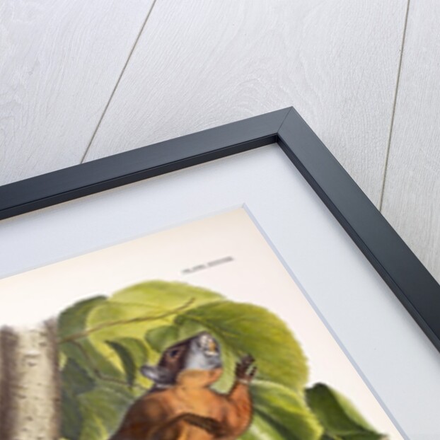 Red-Bellied Squirrel, Sciurus Feruginiventris, 1845 by John J. Audubon