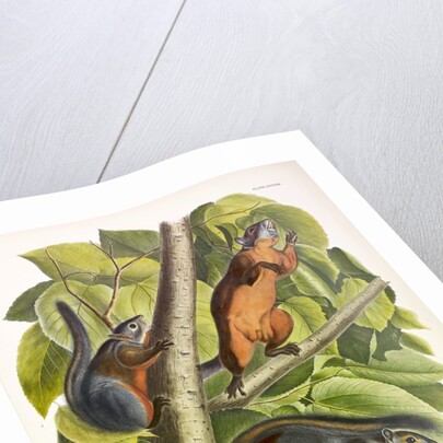 Red-Bellied Squirrel, Sciurus Feruginiventris, 1845 by John J. Audubon