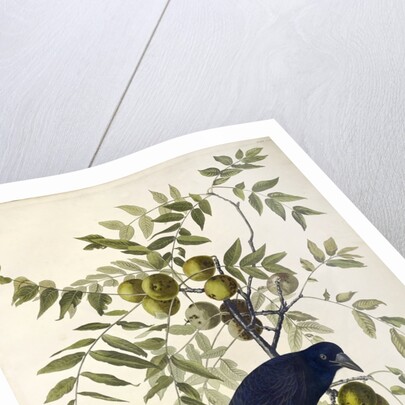 American Crow, Corvus Americanus, 1845 by John J. Audubon