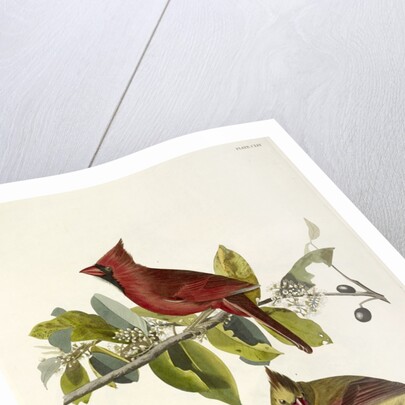 Cardinal Grosbeak , Fringilla Cardinalis, 1845 by John J. Audubon