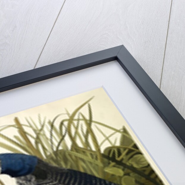 Great Northern Diver or Loon, Colymbus Glacialis, 1845 by John J. Audubon