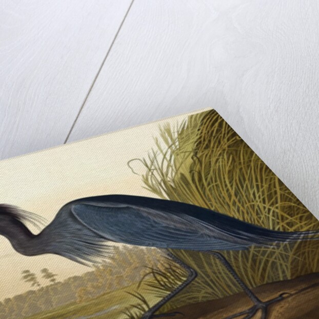Blue Crane or Heron, Ardea Coerulea, 1845 by John J. Audubon