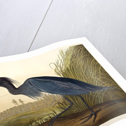 Blue Crane or Heron, Ardea Coerulea, 1845 by John J. Audubon