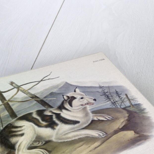 Hare-Indian Dog, Canis Familiaris, 1845 by John J. Audubon