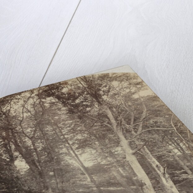 A Path Through a Wood, c. 1860 by Major Francis Gresley