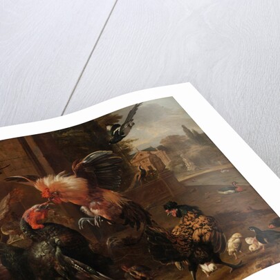 A Rooster and Turkey Fighting, c. 1680 by Melchior de Hondecoeter