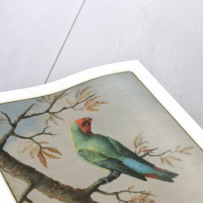 Bird Study by George Edwards