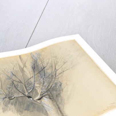 Budding Sycamore, c. 1876 by John Ruskin