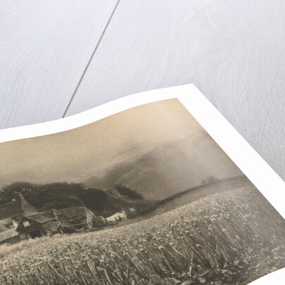 Camera Work: The Onion Field - 1890, 1890 by George Davison