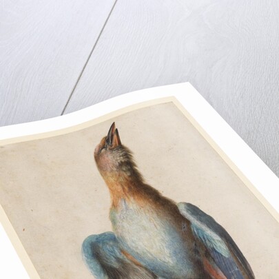 Dead Blue Roller, 1583 by Hans Hoffmann
