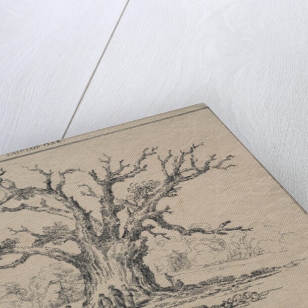 Fairlop Oak, 1811 by D. H. Redman