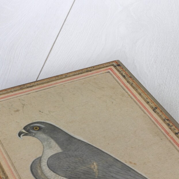 Falcon, c. 1770 by Unknown