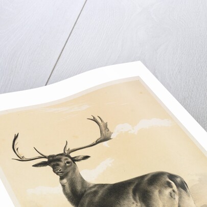 Fallow Deer by William Barraud; Henry Barraud