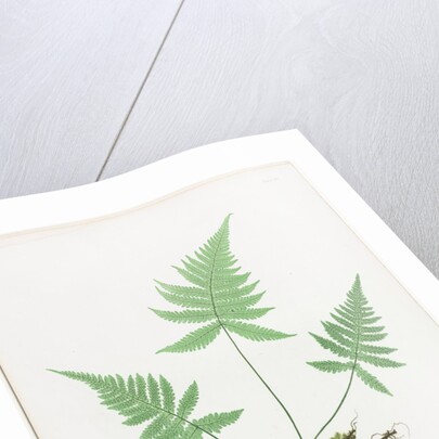 Ferns of Great Britain and Ireland: Polypodium Phegopteris, 1855-1856 by Henry Bradbury; Bradbury and Evans