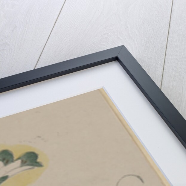 Flowering Lily, 18th Century by Unknown