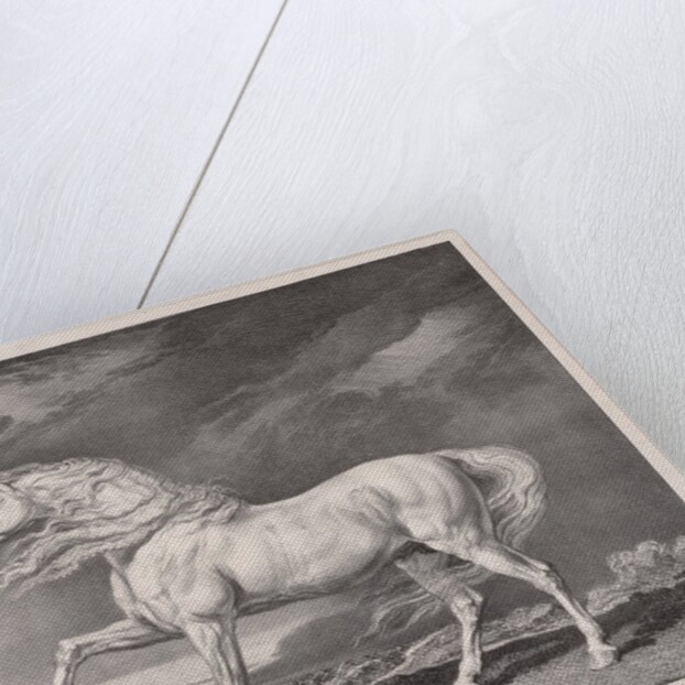 Fourteen Celebrated Horses: Adonis, 1824 by James Ward