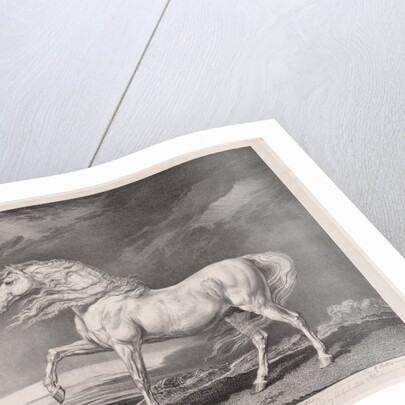 Fourteen Celebrated Horses: Adonis, 1824 by James Ward