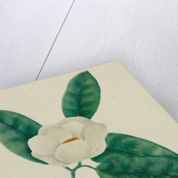Magnolia by Mary Altha Nims