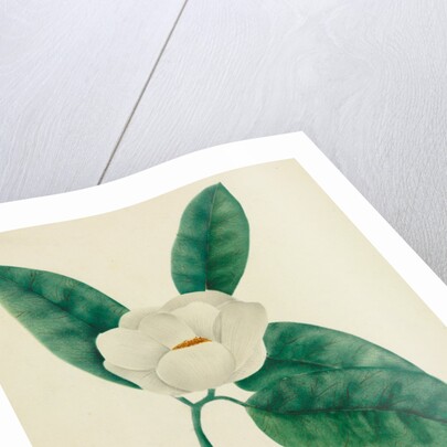 Magnolia by Mary Altha Nims