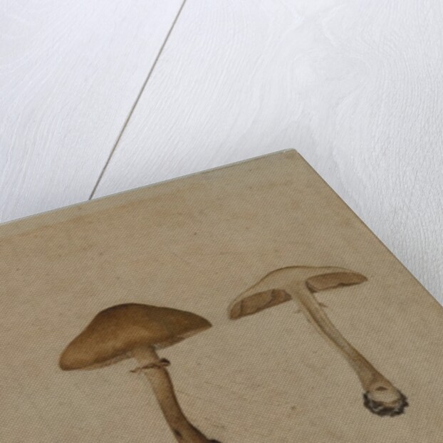 Mushrooms, 1751 by Georg Wilhelm Baurenfeind