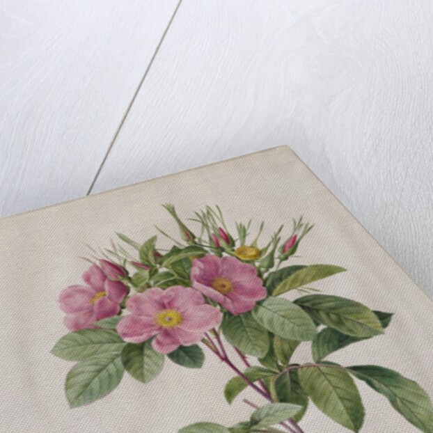 Pasture Rose, 1817-1824 by Henry Joseph Redouté
