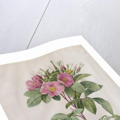 Pasture Rose, 1817-1824 by Henry Joseph Redouté
