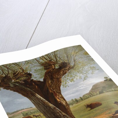 Pollard Willow, after 1804 by Pierre Jean Boquet
