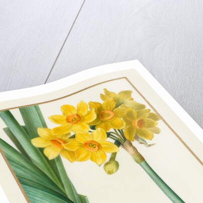 Polyanthus or Cluster Narcissus, 1836 by Pancrace Bessa