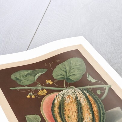 Pomona Britannica: No. 64 - Scarlet Flesh Romana Melon, 1812 by George Brookshaw