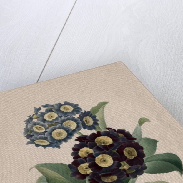 Primula auricula, 1827 by Henry Joseph Redouté