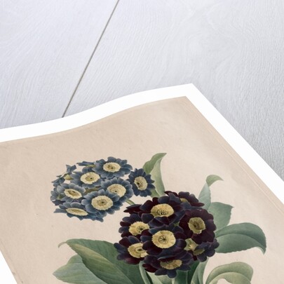 Primula auricula, 1827 by Henry Joseph Redouté