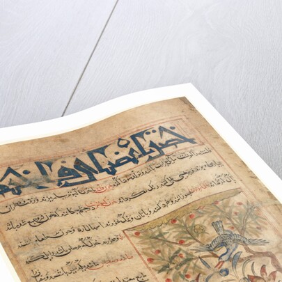 Qualities of Ringdoves from a Manafi al-Hayawan?, c. 1300 by Unknown