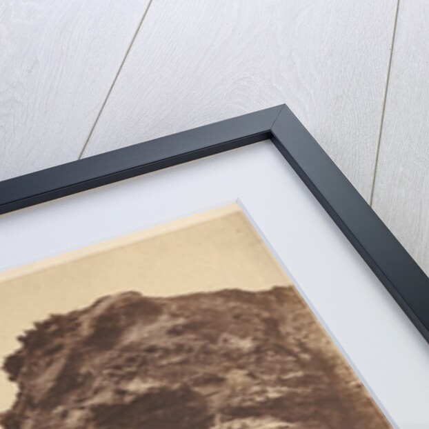 Rocks at Livermead near Torquay, c. 1852 by John Dillwyn Llewelyn (attributed to)