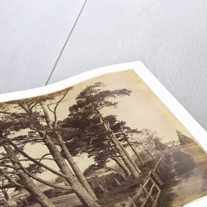 Scotch Firs, Hawkhurst, 1853 by Benjamin Brecknell Turner
