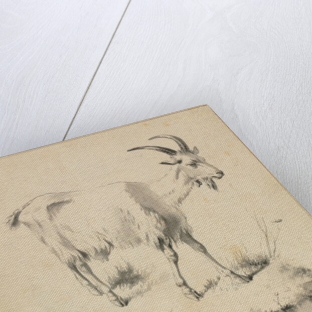 Study of a Goat, 1700s by Jean Jacques de Boissieu