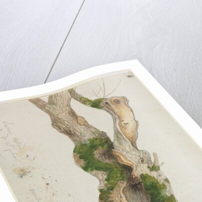 Study of a Tree Trunk by Georges Michel