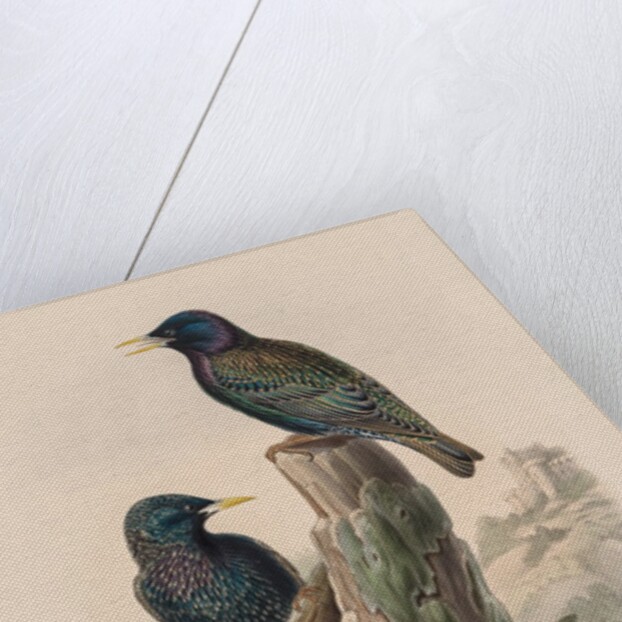 The Birds of Great Britain: Sturnur vulgaris by John Gould