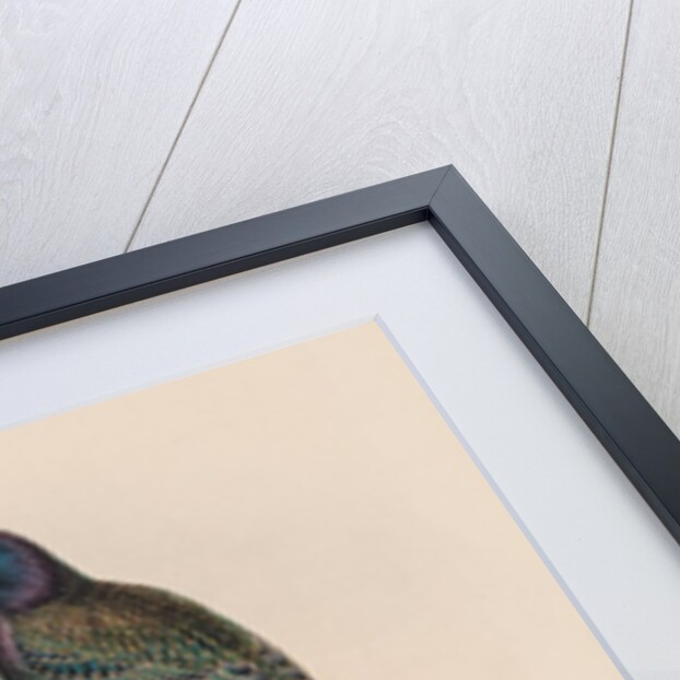 The Birds of Great Britain: Sturnur vulgaris by John Gould