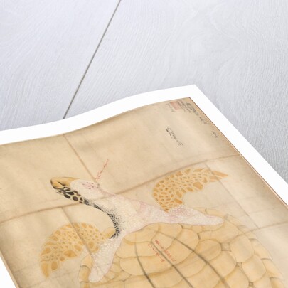 Tortoise, 18th century by Unknown