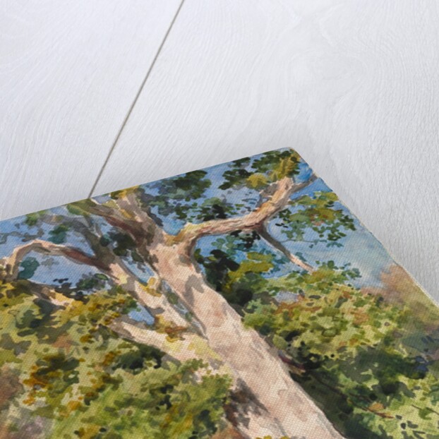 Tree Study by Rosa Bonheur