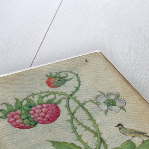 Book of Flower Studies, ca. 1510-1515 by Master of Claude de France