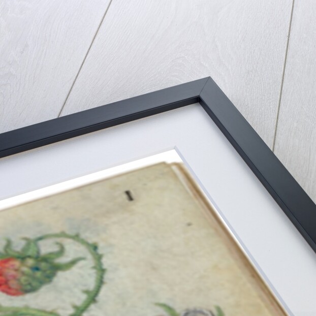 Book of Flower Studies, ca. 1510-1515 by Master of Claude de France