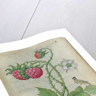Book of Flower Studies, ca. 1510-1515 by Master of Claude de France