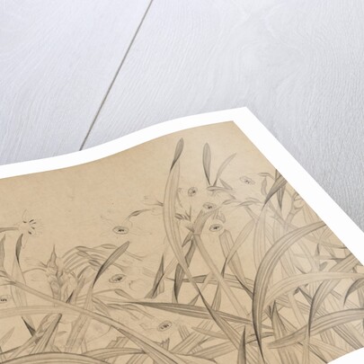 Narcissus, mid-13th century by Zhao Mengjian