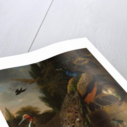 Peacocks, 1683 by Melchior d'Hondecoeter