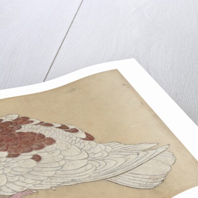 Bird, 18th century by Unknown