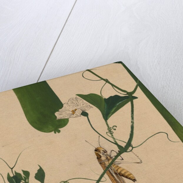 Lacquer Paintings of Various Subjects: Grasshopper on Gourd Vine, 1882 by Shibata Zeshin