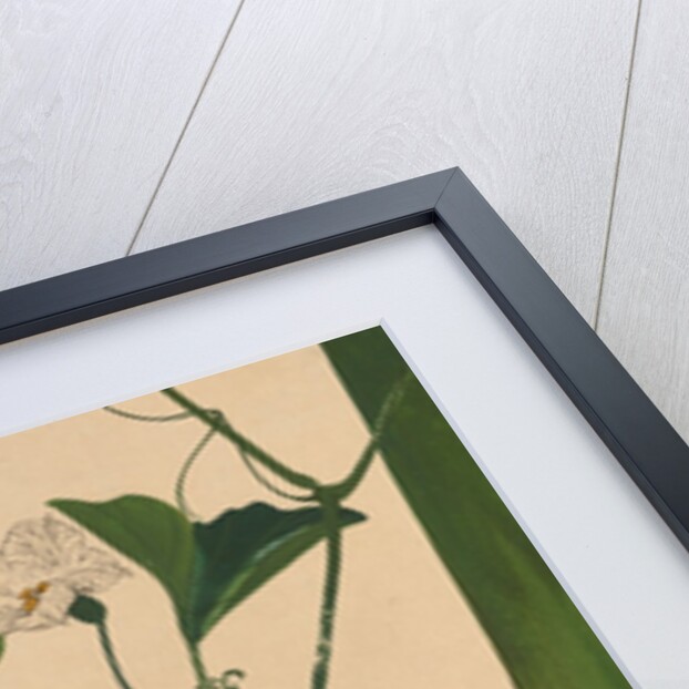 Lacquer Paintings of Various Subjects: Grasshopper on Gourd Vine, 1882 by Shibata Zeshin